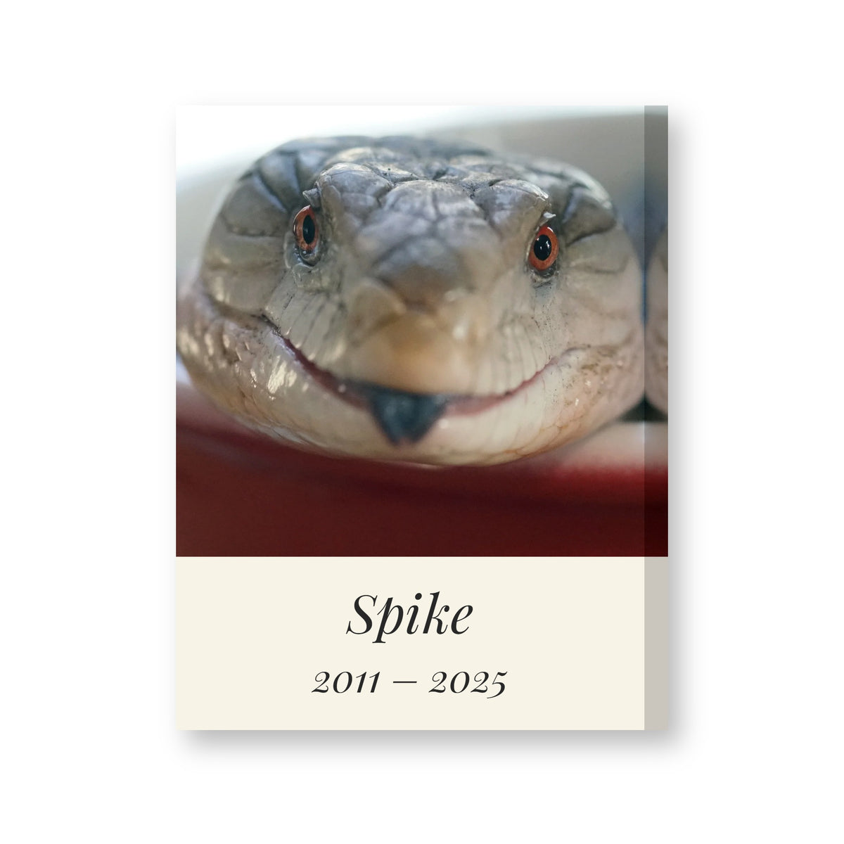 Personalised pet memorial canvas with a blue-tongued skink's photo, the name Spike and the years 2011 to 2025