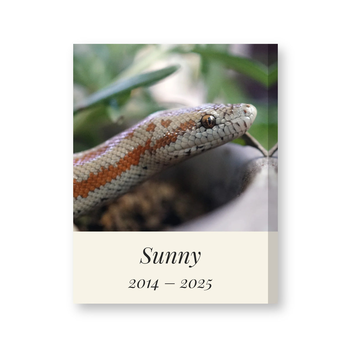 Personalised pet memorial canvas with a pet snake's photo, the name Sunny and the years 2014 to 2025