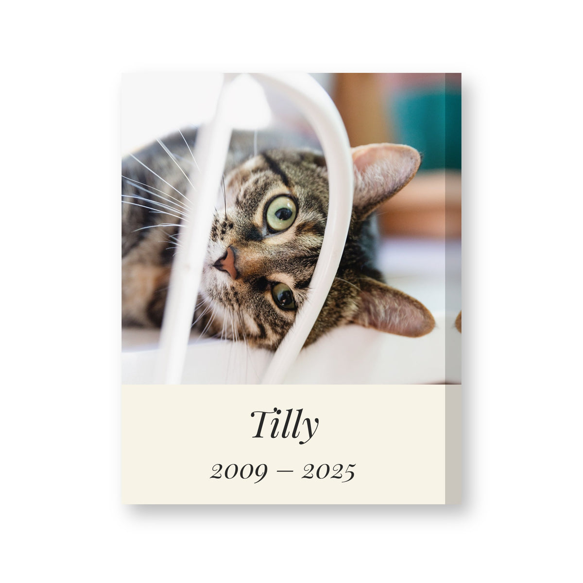 Personalised pet memorial canvas with a tabby cat's photo, the name Tilly and the years 2009 to 2025