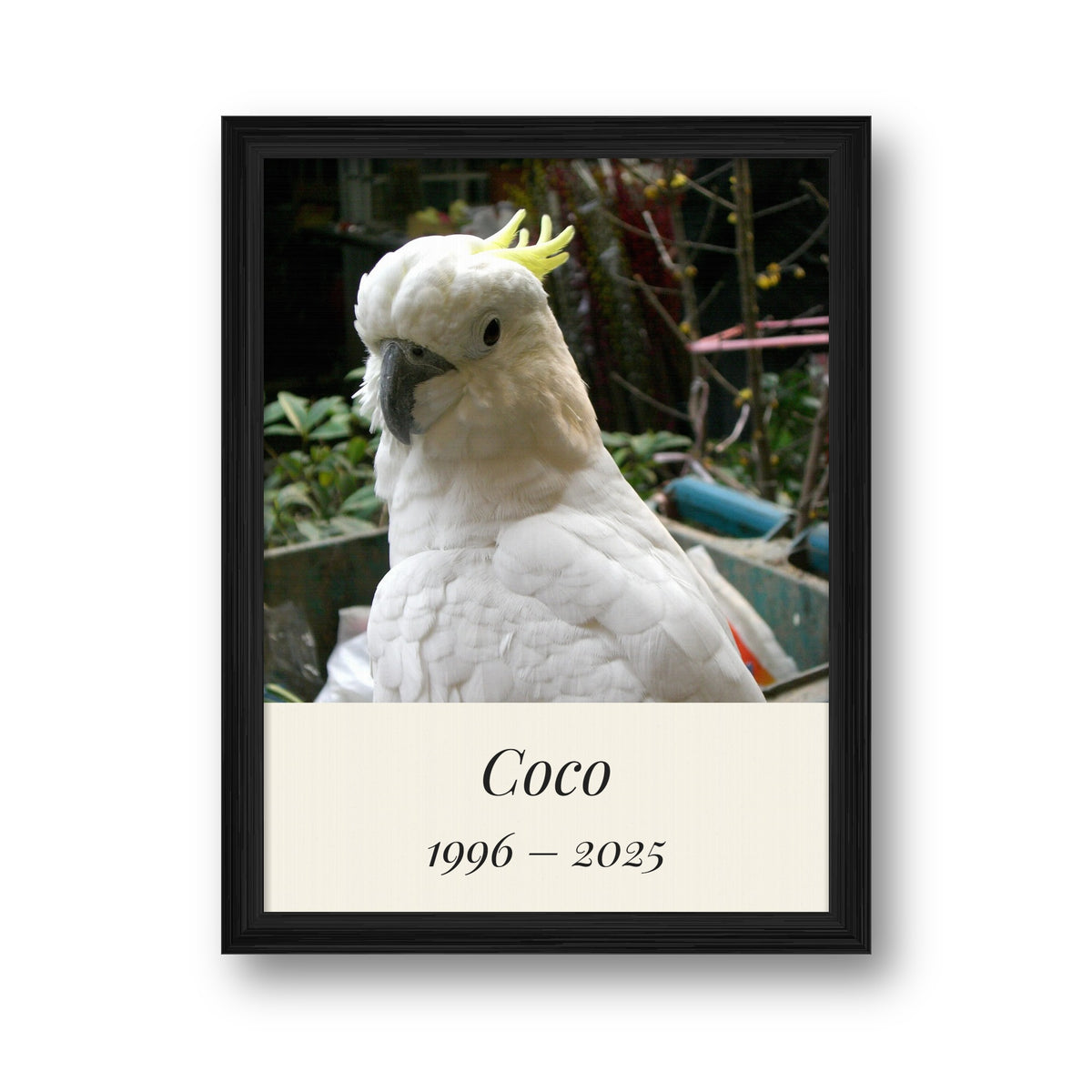 Personalised pet memorial framed canvas in a black frame, featuring a cockatoo named Coco