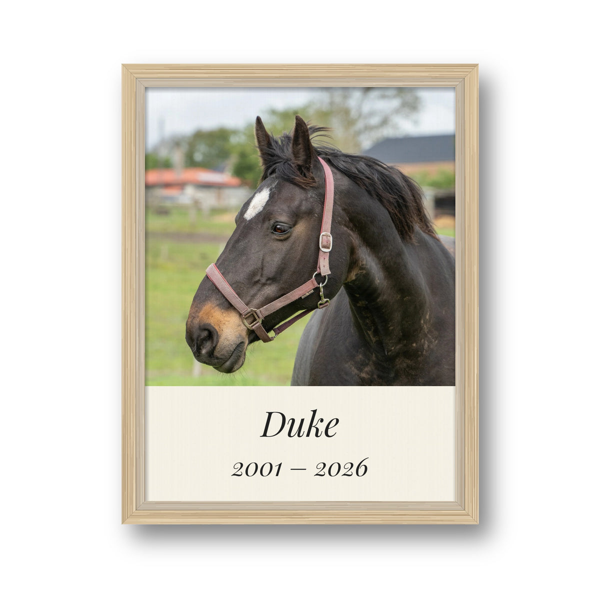 Personalised pet memorial framed canvas in a natural wood frame, with a horse's photo, the name Duke and the years 2001 to 2026